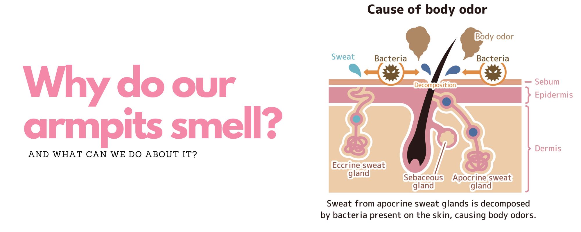 Why Do Our Armpits Smell? Here's The Science Behind It.